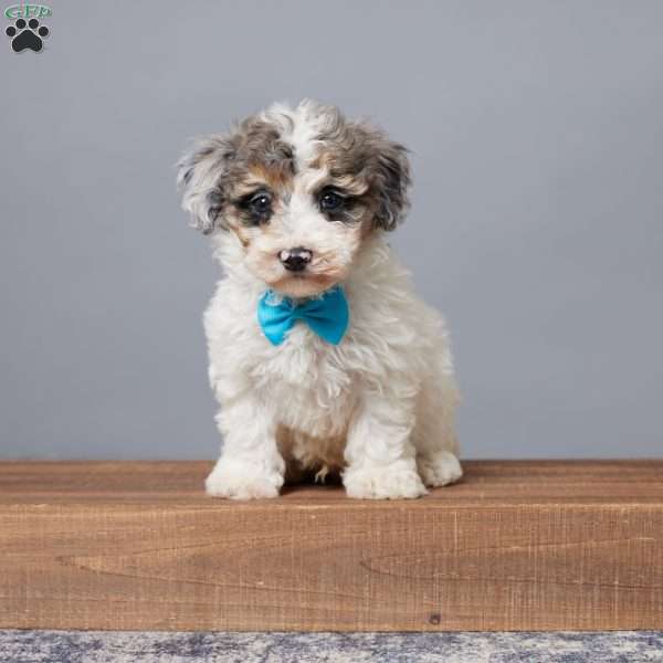 Rubio, Miniature Poodle Puppy